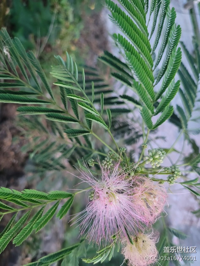 【夏日炎炎】合歡花