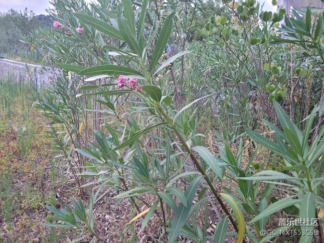【那年初秋】粉粉花