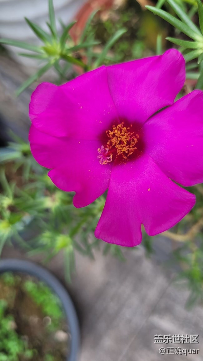 【那年初秋】花蕾