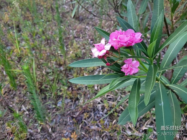 【那年初秋】粉粉花