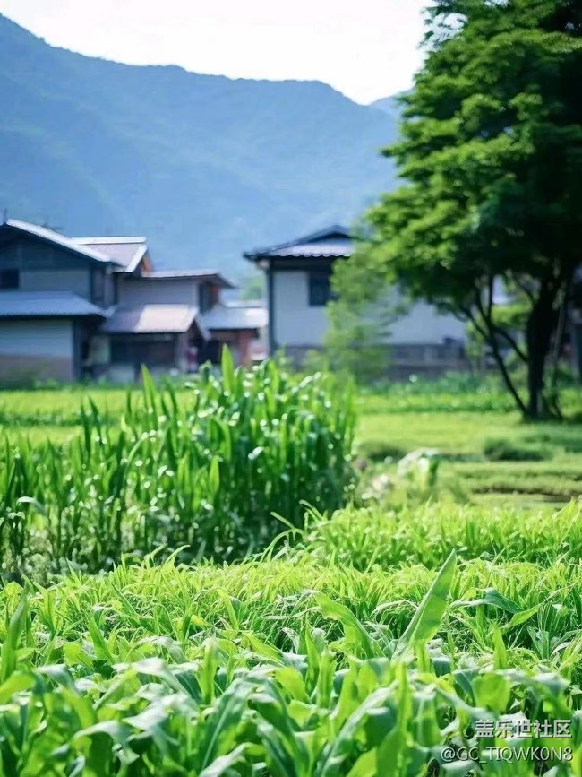 【捕捉夏日美好】綠色