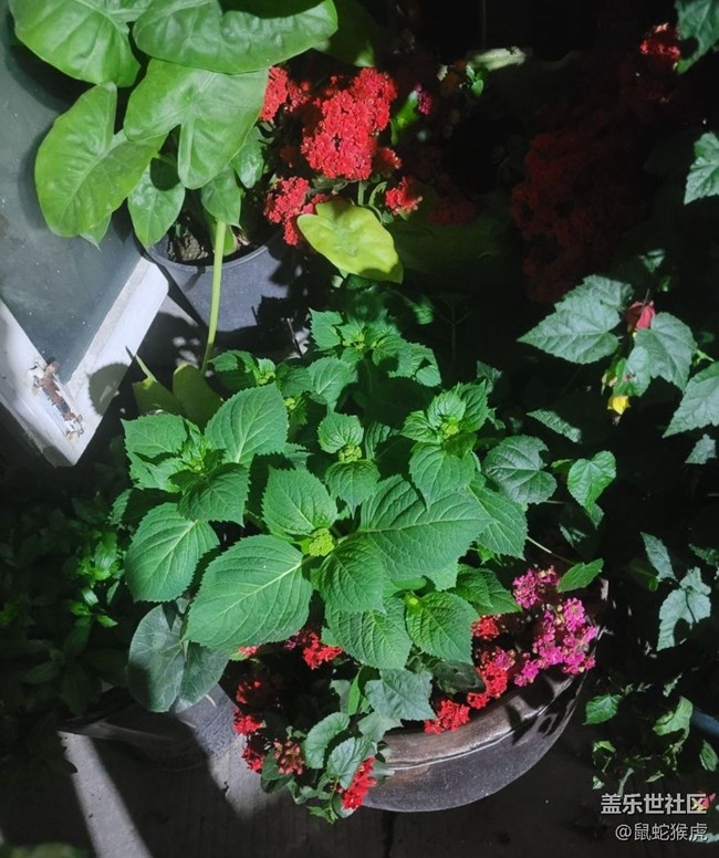 【那年初秋】盆景