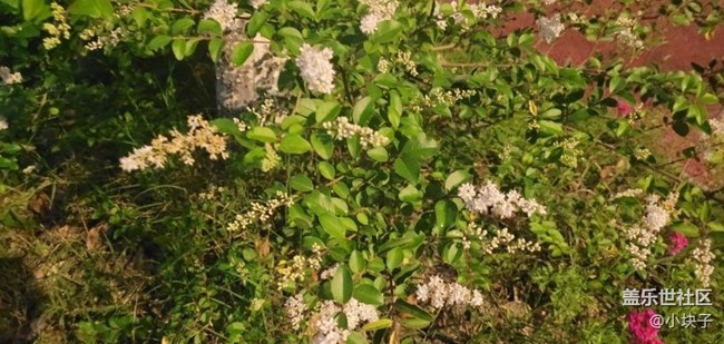 【那年初秋】夜拍花