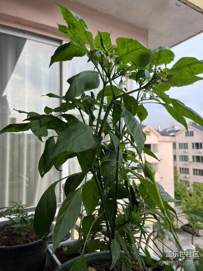 【尋一份美好】月季