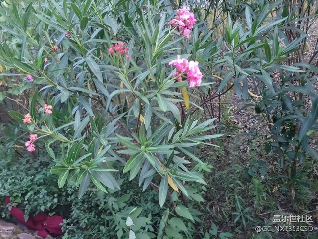 【那年初秋】粉粉花