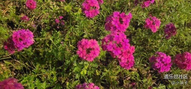 【那年初秋】夜拍花