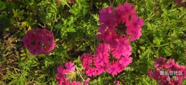 【那年初秋】夜拍花