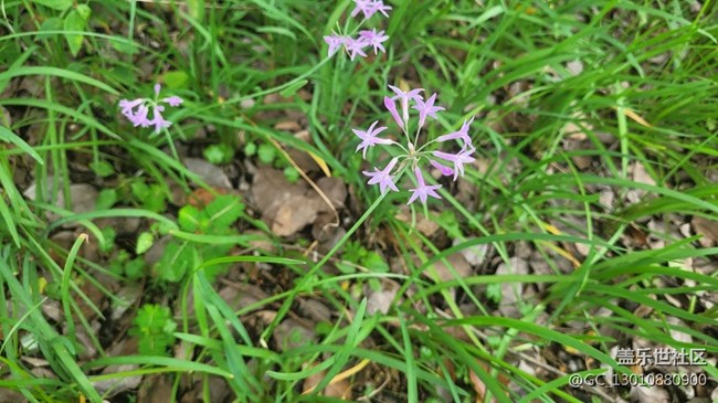 【那年初秋】紫嬌花