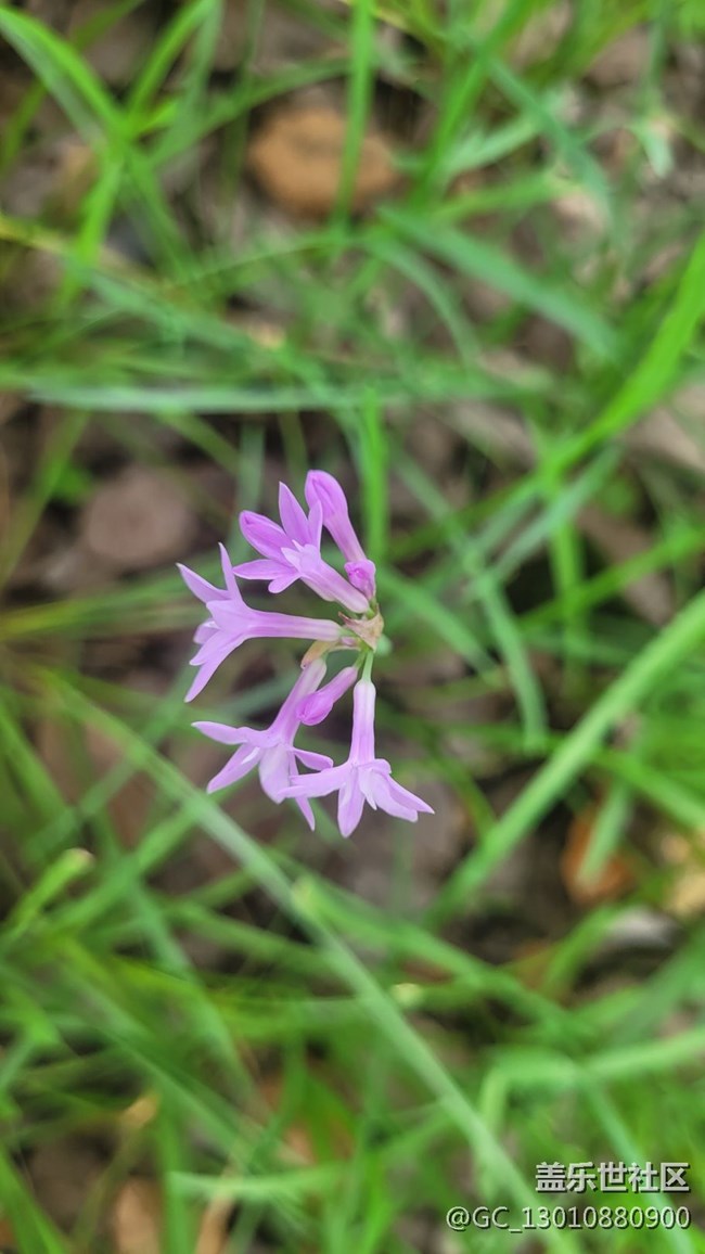 【那年初秋】紫嬌花