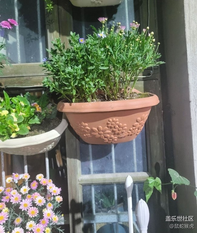 【那年初秋】盆景