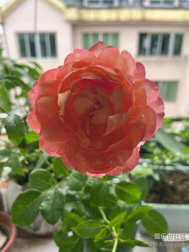 【尋一份美好】月季