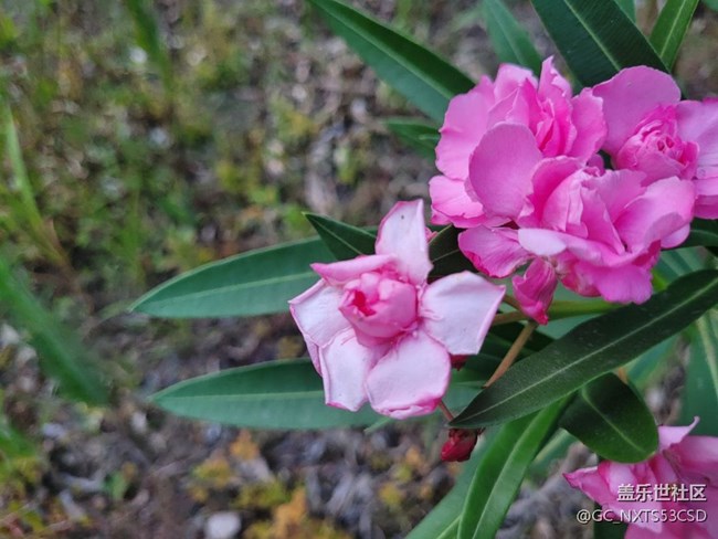 【那年初秋】粉粉花