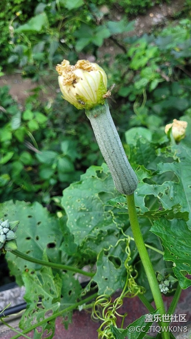 【那年初秋】小小絲瓜