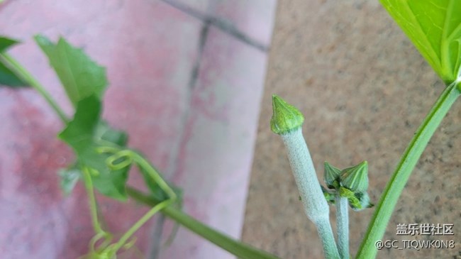 【那年初秋】小小絲瓜