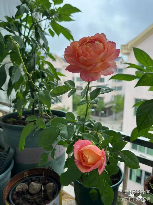 【尋一份美好】月季