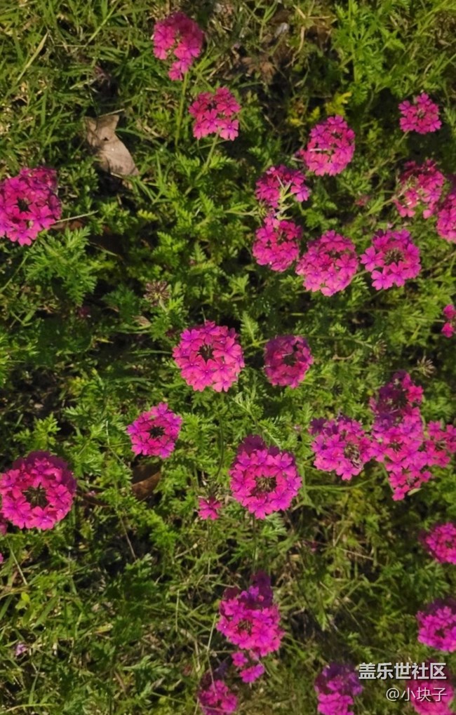 【那年初秋】夜拍花