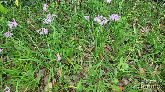 【那年初秋】紫嬌花