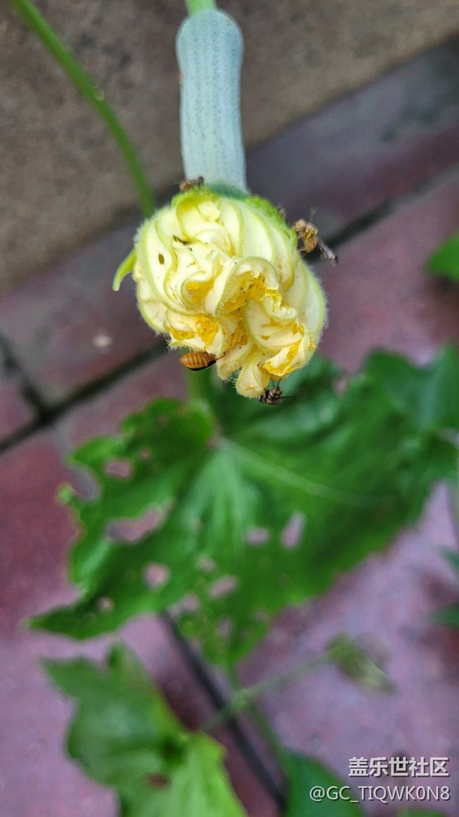 【那年初秋】小小絲瓜