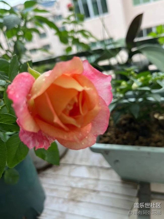 【尋一份美好】月季