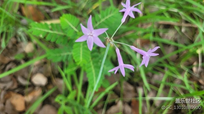 【那年初秋】紫嬌花