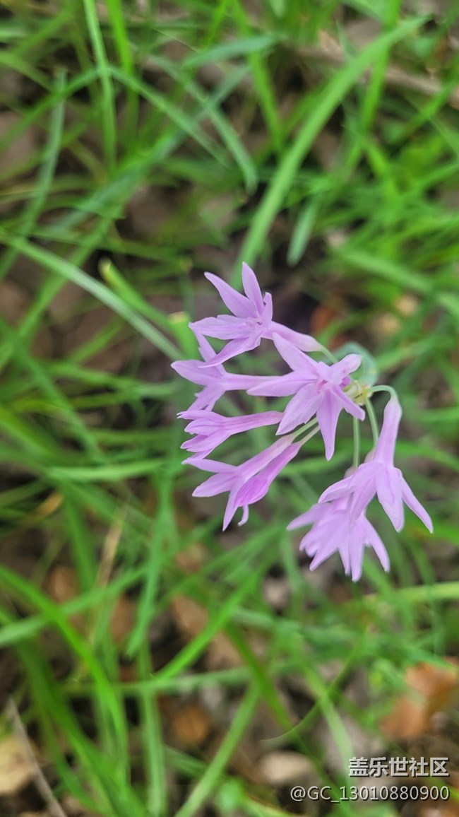 【那年初秋】紫娇花