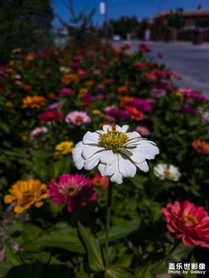 木壘的風(fēng)吹麥田