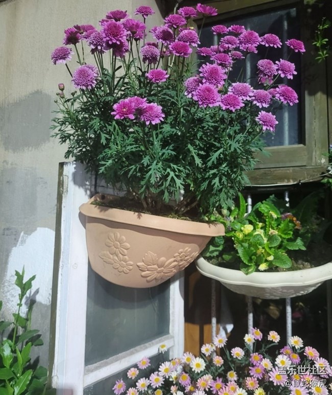 【那年初秋】盆景