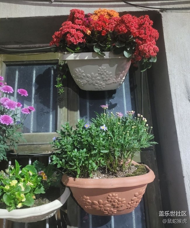 【那年初秋】盆景