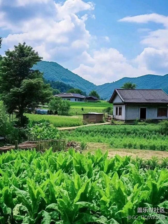 【捕捉夏日美好】綠色