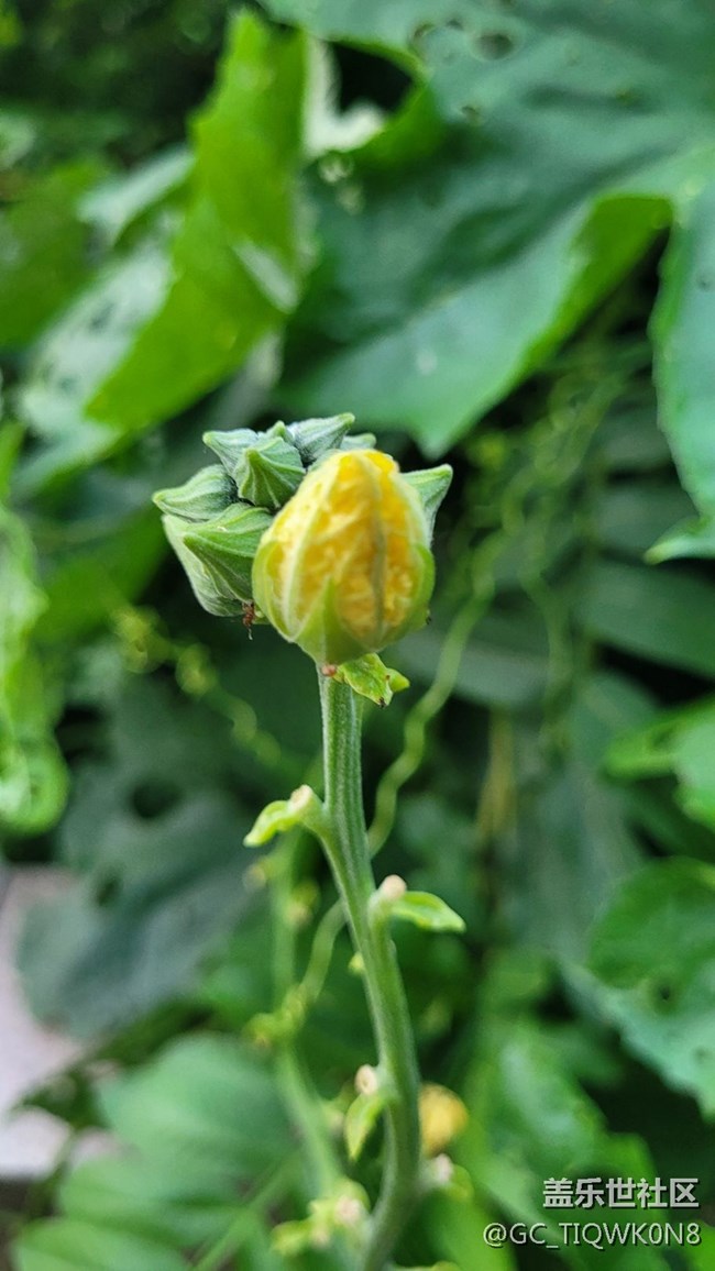 【那年初秋】小小絲瓜