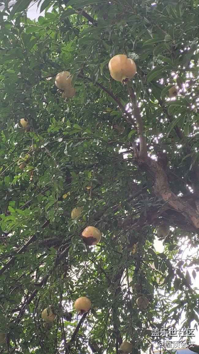 【那年初秋】石榴