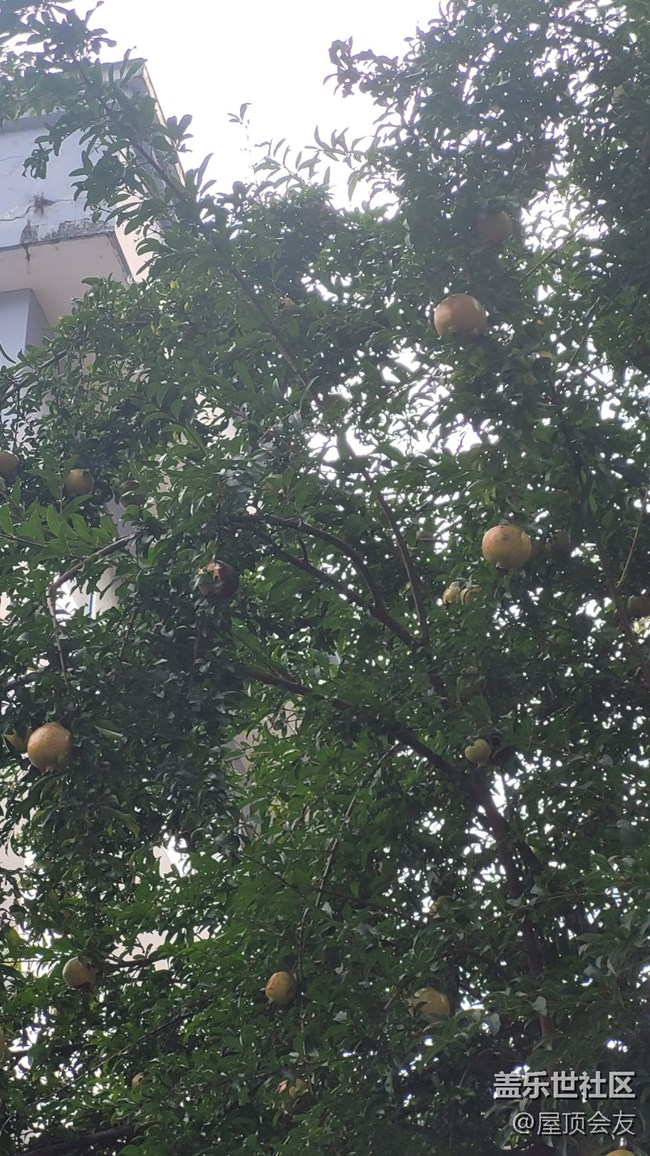 【那年初秋】石榴