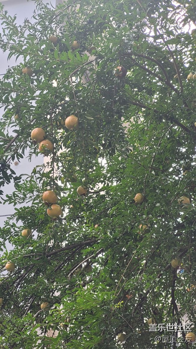 【那年初秋】石榴