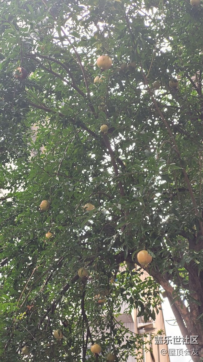 【那年初秋】石榴