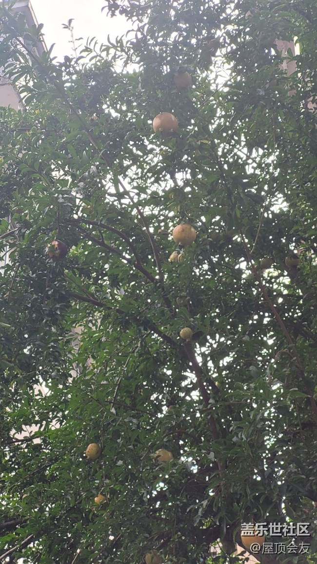 【那年初秋】石榴