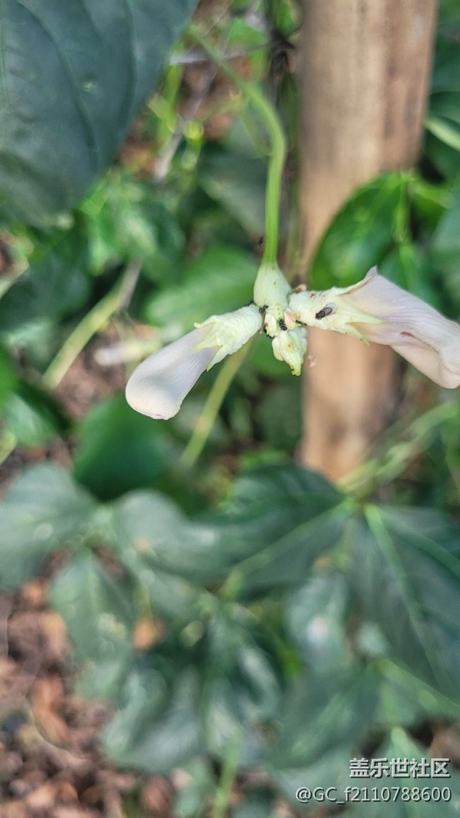 【那年初秋】豆角