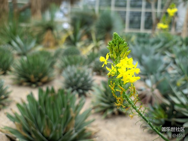 【捕捉夏日美好】夏天的花 | 我永遠(yuǎn)記得