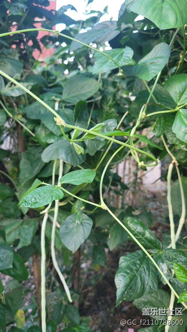 【那年初秋】豆角