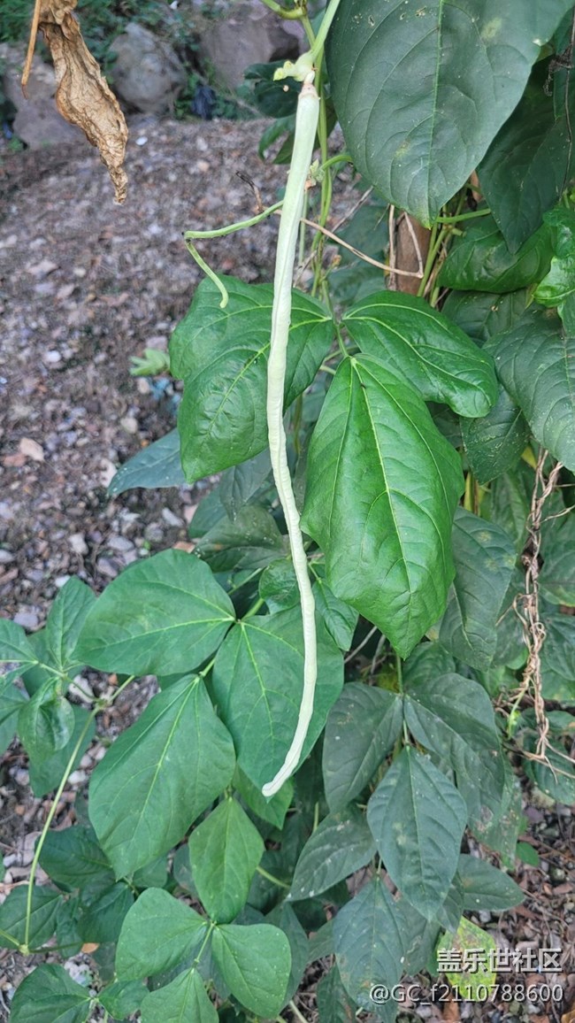 【那年初秋】豆角