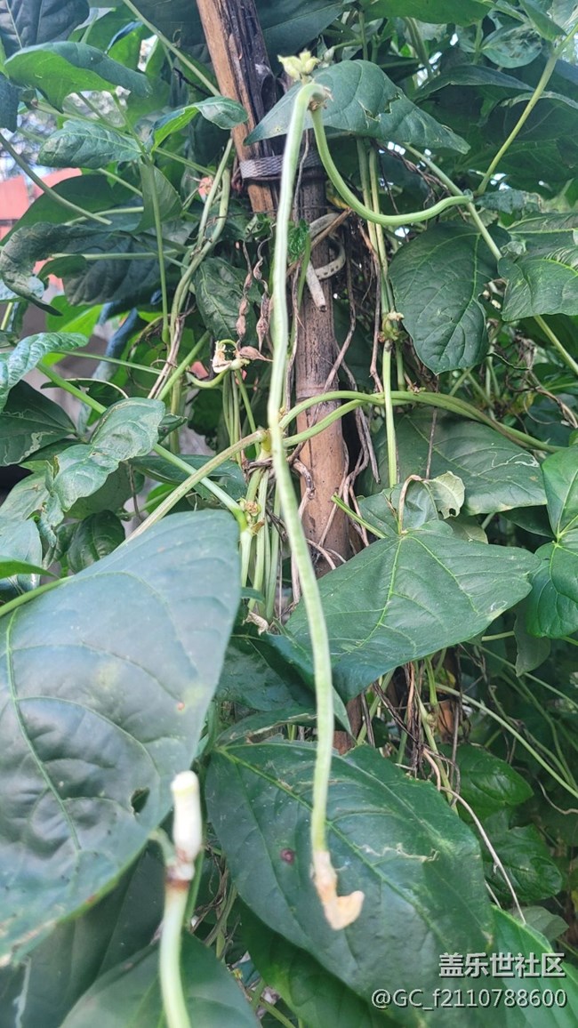 【那年初秋】豆角