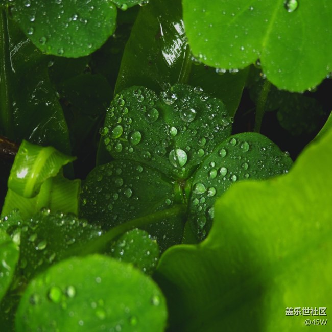 【捕捉夏日美好】夏天的花 | 我永遠(yuǎn)記得