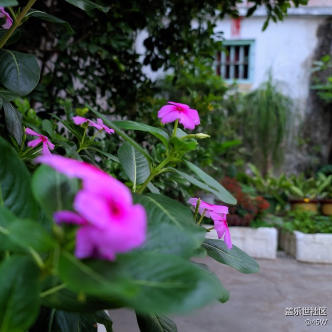 【那年初秋】賞秋花