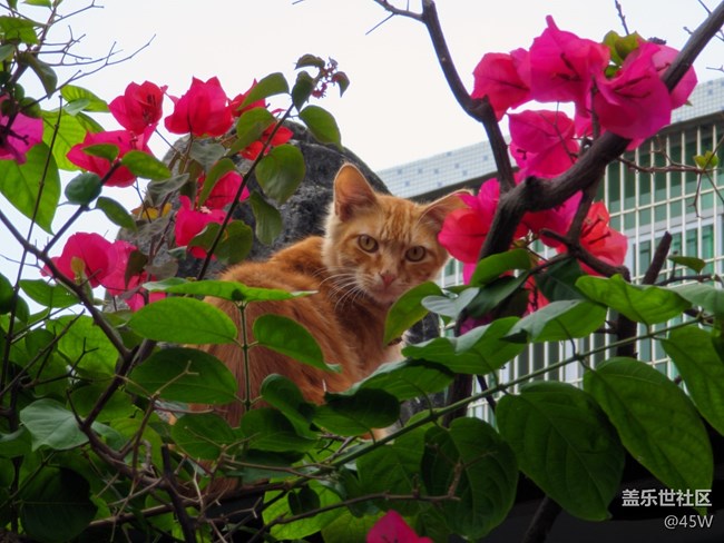 【那年初秋】賞秋花