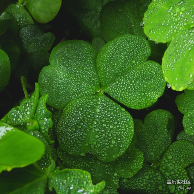 【捕捉夏日美好】夏天的花 | 我永遠(yuǎn)記得