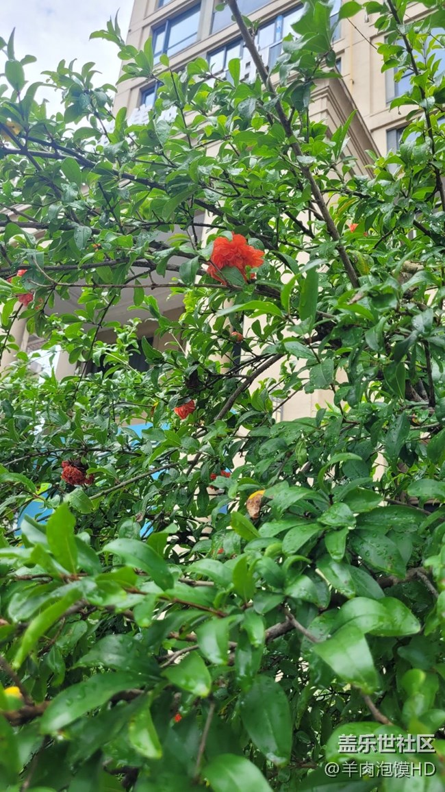 【那年初秋】石榴