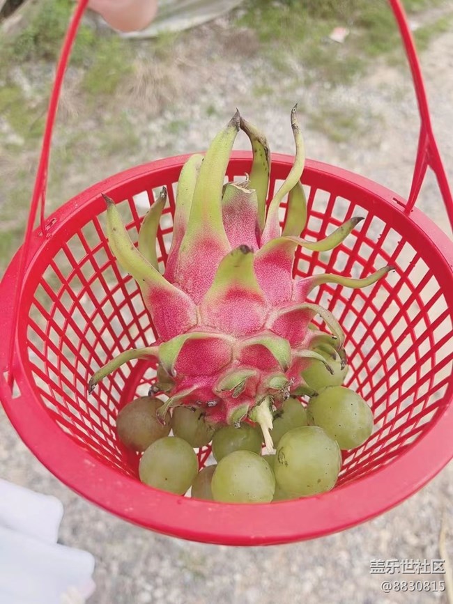 【尋一份美好】火龍果