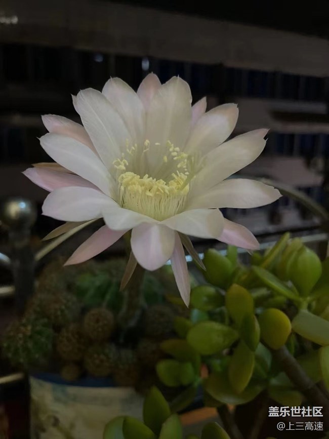 【那年初秋】仙人花