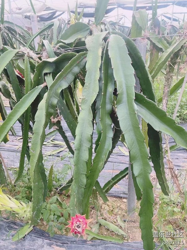 【尋一份美好】火龍果