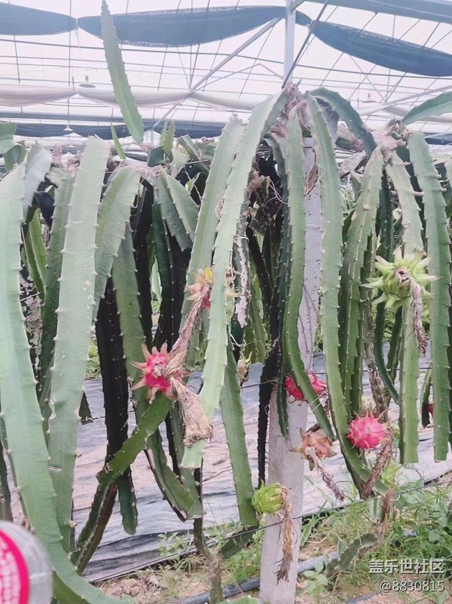 【尋一份美好】火龍果