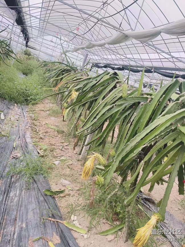 【尋一份美好】火龍果